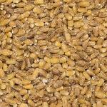 Barley pearled org