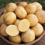 Fresh organic Irish potatoes 