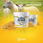 BETRA SHEEP