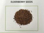 Elderberry seeds (organic and/or conventional)