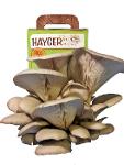 Oyster Mushroom Garden Home grow kit (Grey)