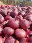 Red Onions 