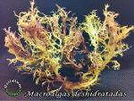 Sea Moss Seaweed
