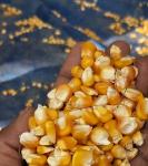 Maize India  £256 €300 Ton 