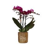Hummingbird Orchids | purple Phalaenopsis orchid - Morelia + Diamond