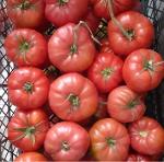 Fresh Ayaş Tomato