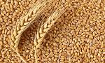 Wheat grain, grade 4