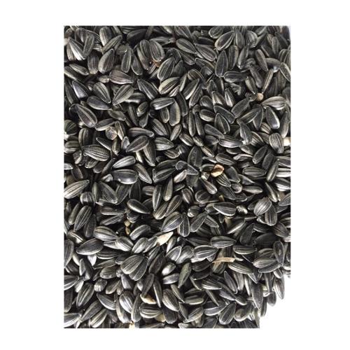 high quality cheap  sunflower seeds for export