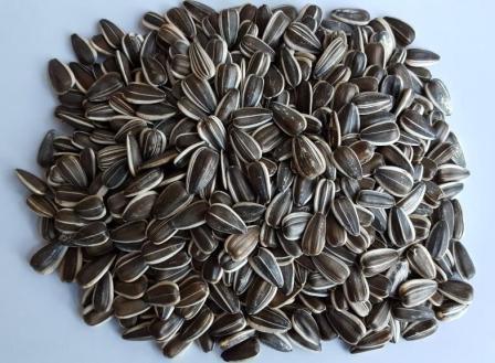 Striped sunflower seeds for human consumption