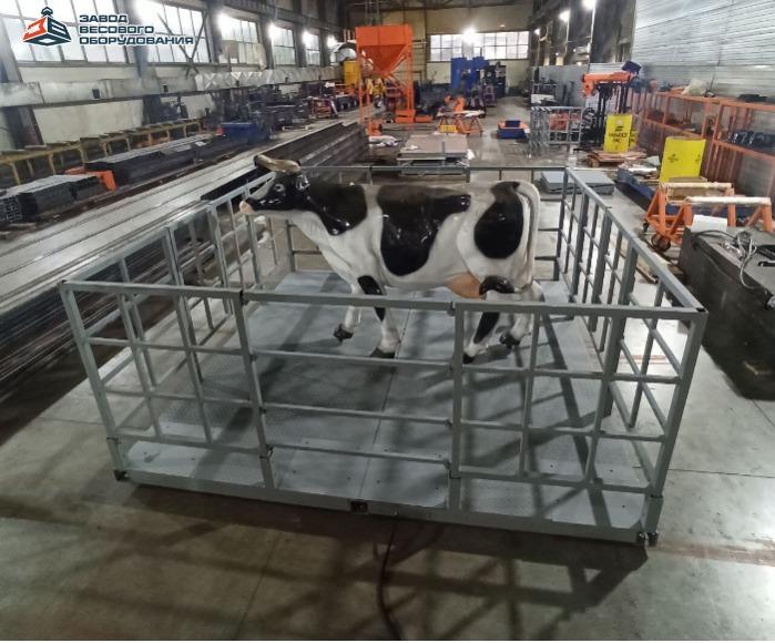 Scales for animals. Floor scales for cattle VP-S 2000 kg