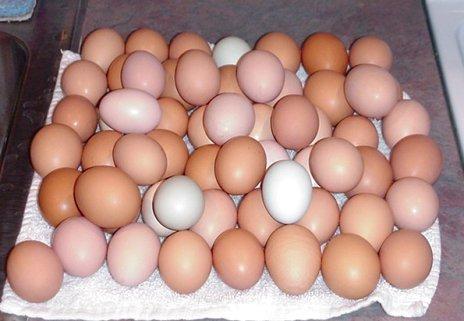 Fresh Brown White Table Eggs 