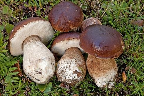 Dried Mushrooms (Boletus Edulis, Chanterelles, Morels)