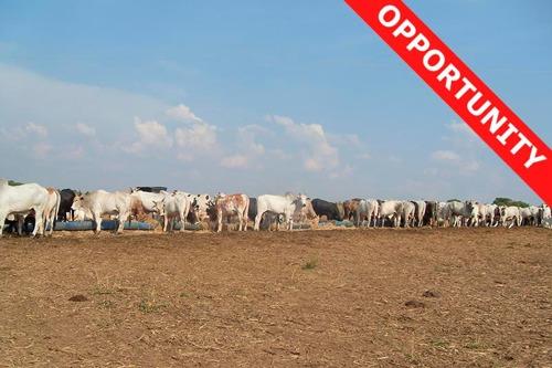 Farmland for sale in Mato Grosso Brasil
