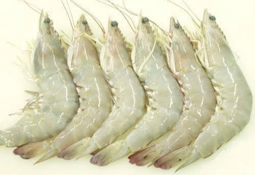 white prawns