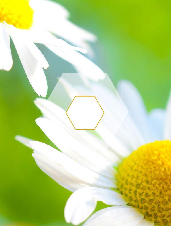 Camomile Flowers Extract Powder