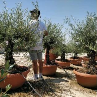 Olive Tree in Deco pots