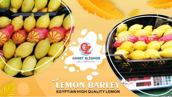 Egyptian Lemon