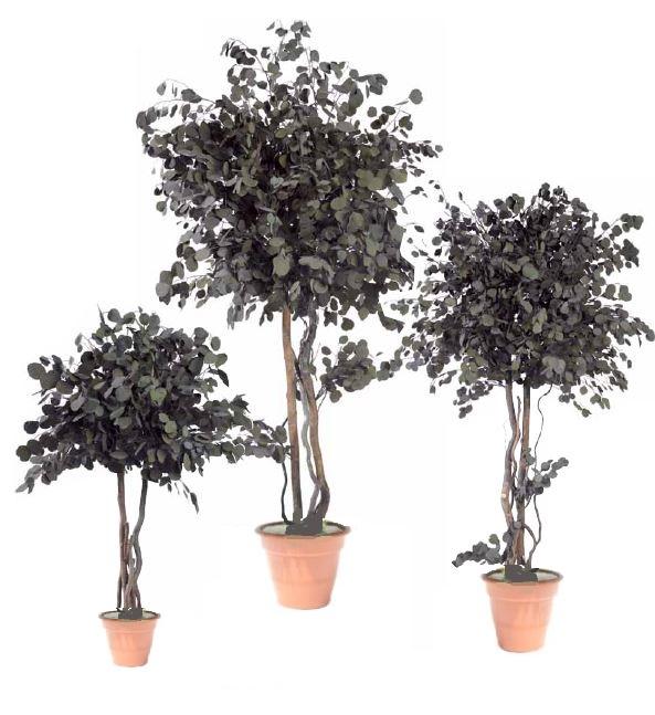 Preserved tree Eucalyptus Popolus Crown