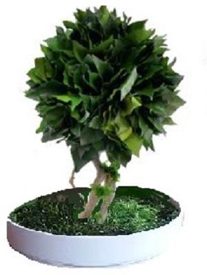 preserved bonsai hedera
