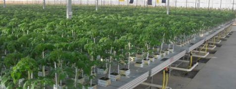 Production of Worm Compost for Greenhouses and Farms