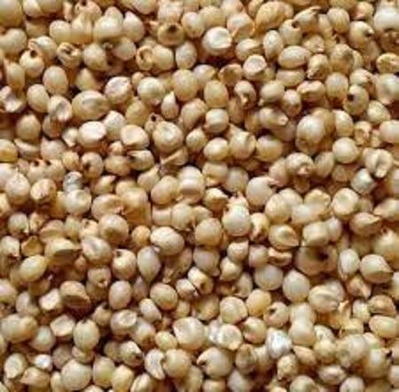 Grains Wheat Corn Oilseeds Barley Sorghum Buckwheat