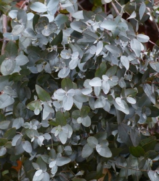 Huile essentielle d'Eucalyptus globulus