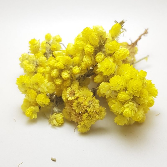Immortelle - Raw material for medicinal and herbal teas