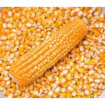 Yellow corn / Yellow maize, white corn, white maize 