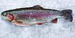 Oncorhynchus Mykiss (Steelhead/Salmon Trout)