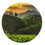 The Tea Field Wooden puzzle