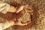 Non-GMO and GMO soybeans