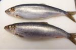 Atlantic herring (Clupea harengus)