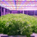 Indoor Farming Projects
