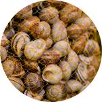 Chilled snails (escargots)