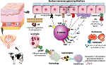 Natural alternatives to antibiotics in cows: how garlic extracts keep the udder