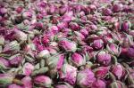 Dried Rose Buds / Rosa damascena / 