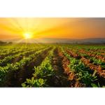 Plant-based soil conditioners