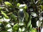 bay laurel leaf pure essential oils