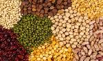 cereali, legumi semi e pannelli di soia, pannelli di girasol
