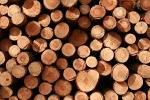 Softwood timber