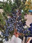 Dried Juniper Berries, Juniperus Communis L.