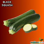 Black Squash