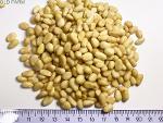PINI NUTS 25 kg SIZED PECANS, SBERRY PINE NUTS