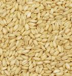 Pounded  Wheat