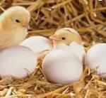 Fertile Eggs