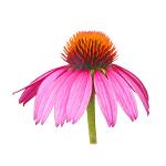 Purple coneflower ... a potent herb