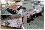500*700mm pig/sheep/goat plastic slat floor 
