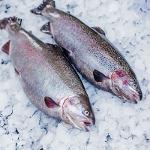 Atlantic salmon fillet l/s (slices)