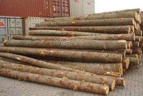 Spruce Logs