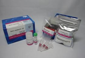 Biotin Labeling Kit-SH